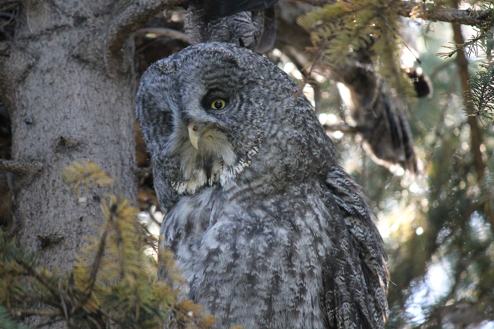 Spectral owl lapland owl spruce owl