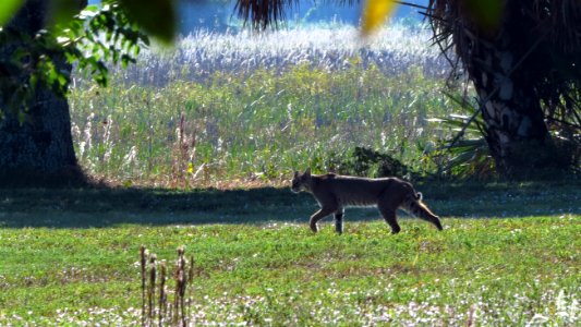 Bobcat