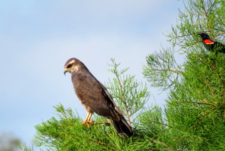 Snail Kite and Red-winged Blackbird