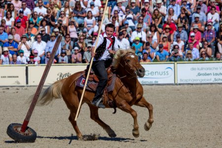02Haflinger 20161748