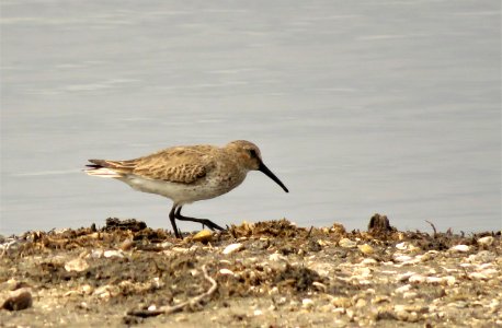 Dunlin