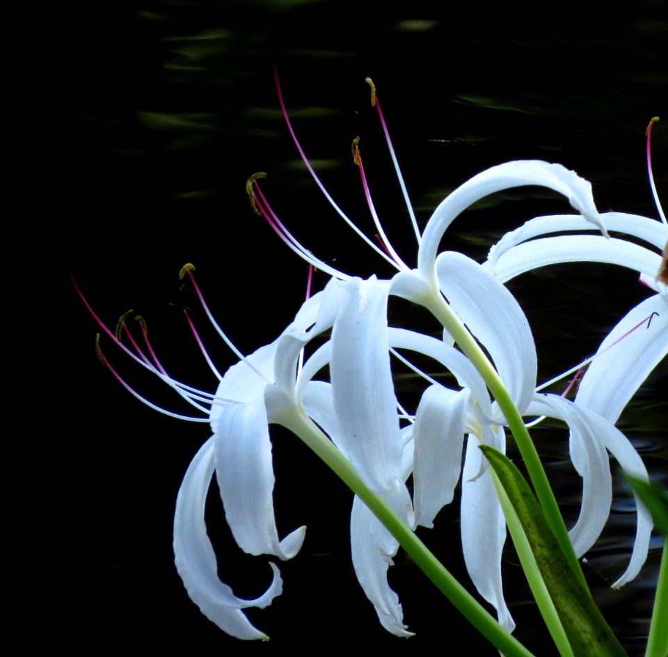 String Lily