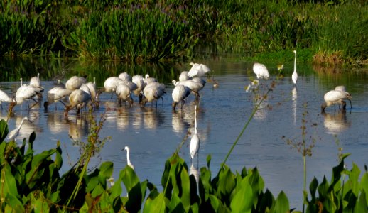 Waders at Green Cay