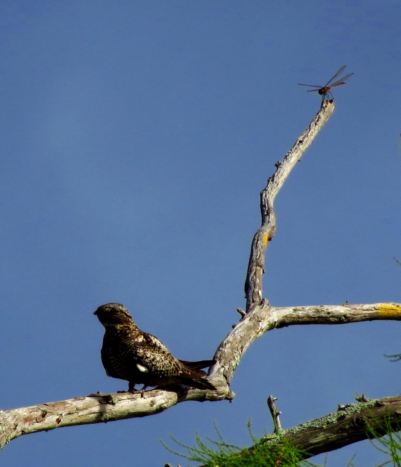 Common Nighthawk with Dragonfly
