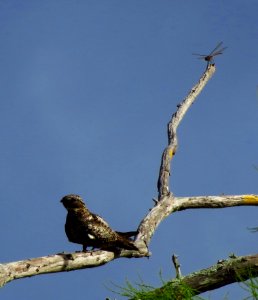 Common Nighthawk with Dragonfly