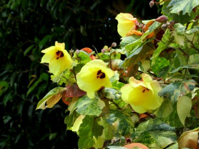 Mahoe Tree