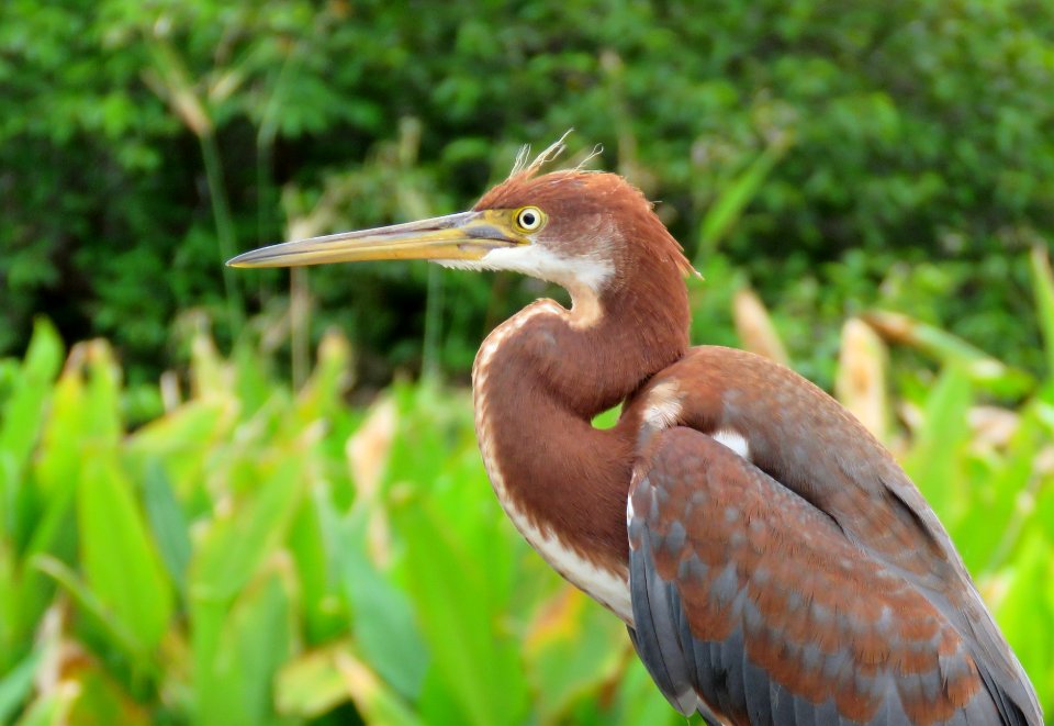Tri-color Heron Juvenile