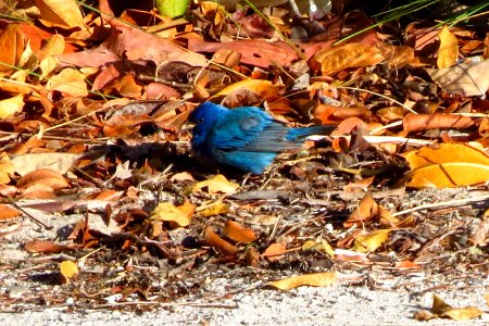 Indigo Bunting photo