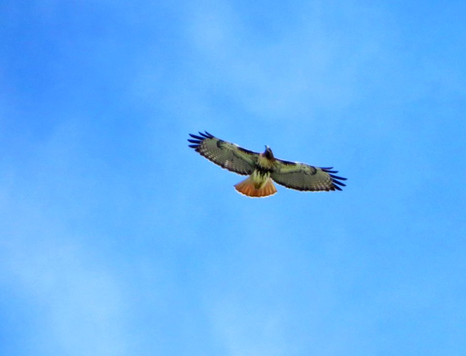 Red-tailed Hawk