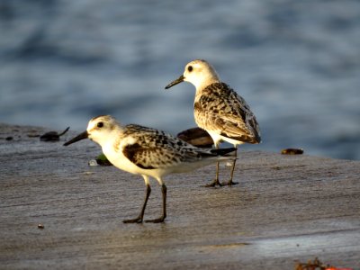 Sanderlings