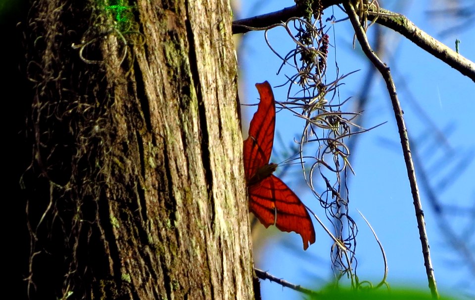 Ruddy Daggerwing Butterfly