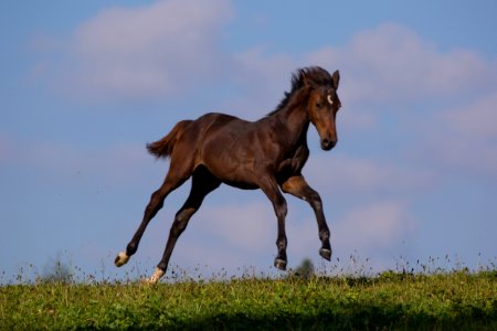 Warmblutfohlen 20167664