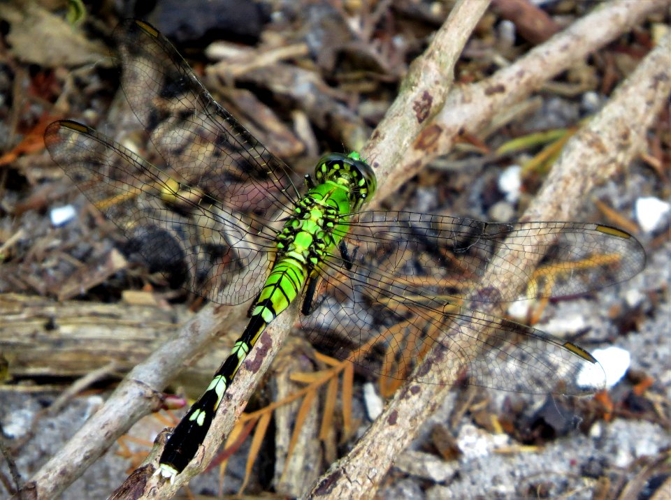 Eastern Pondhawk Dragonfly