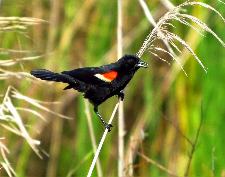 Red-winged Blackbird
