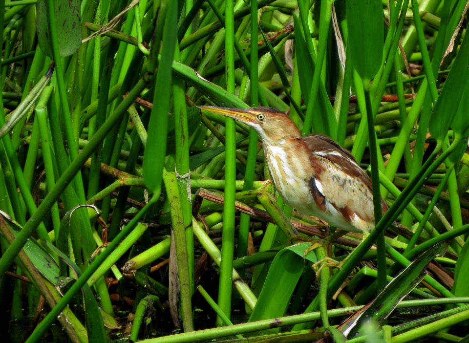 Least Bittern photo