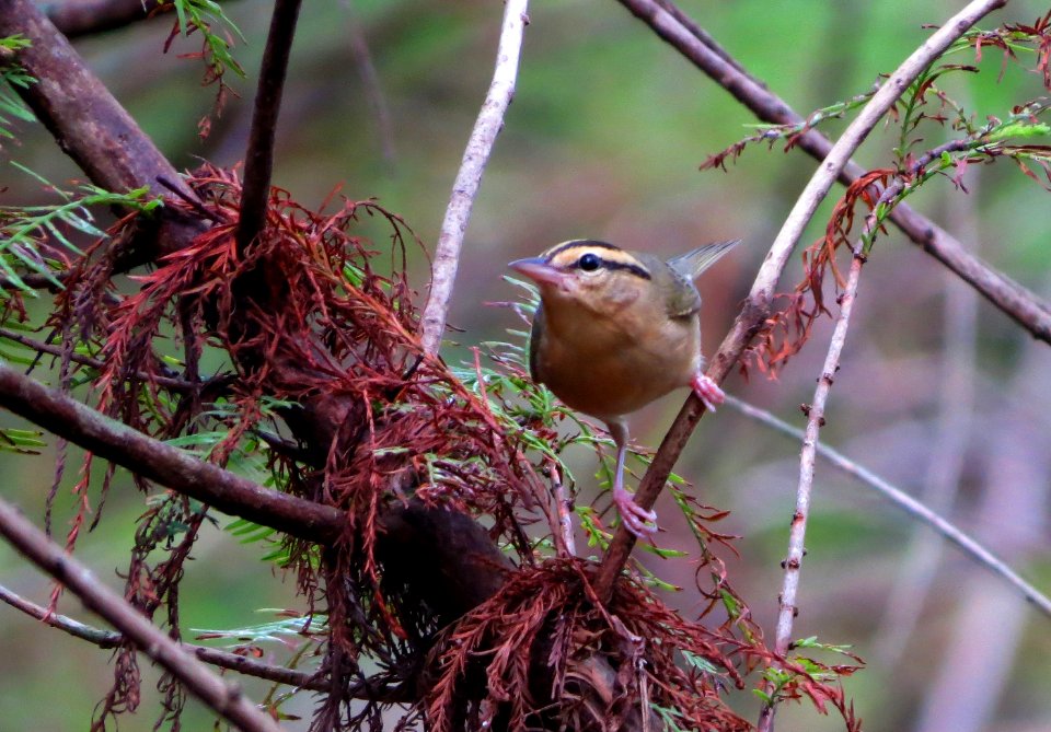Worm-eating Warbler