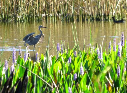 Reddish Egret