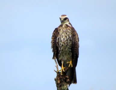 Snail Kite
