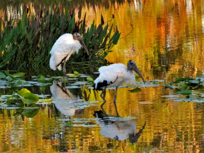 Wood Storks