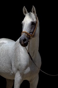 Nastaran04072014-206 -1