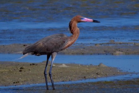 Reddish Egret