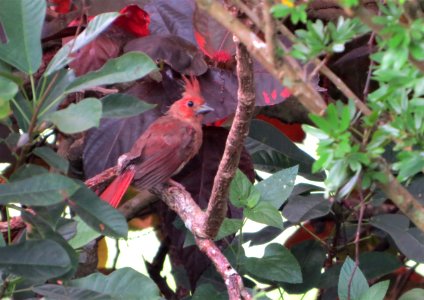 Northern Cardinal fledgling photo