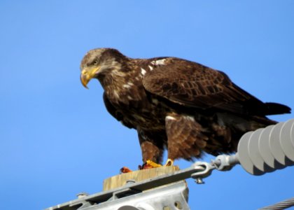 Bald Eagle