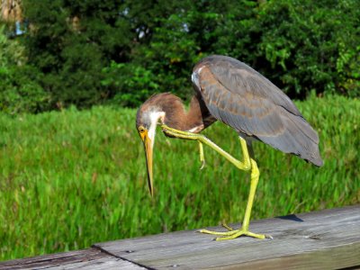 Tricolored Heron