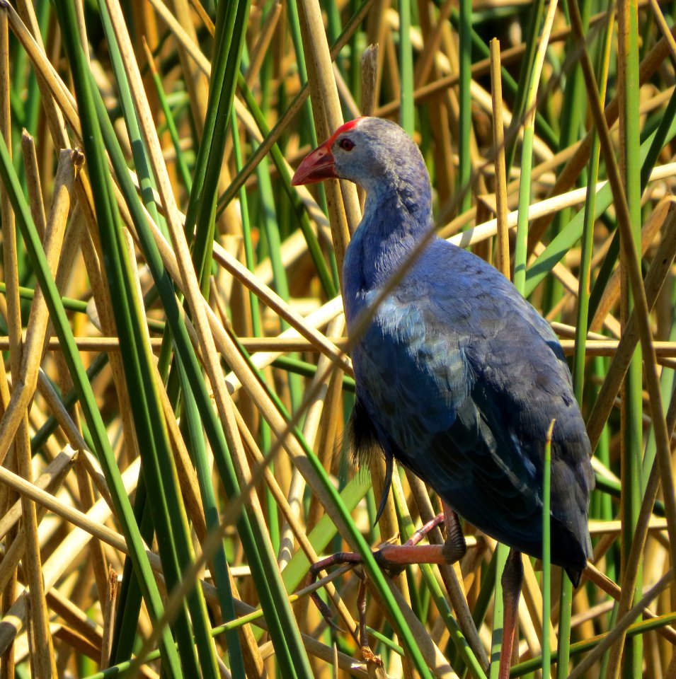 Gray-headed Swamphen