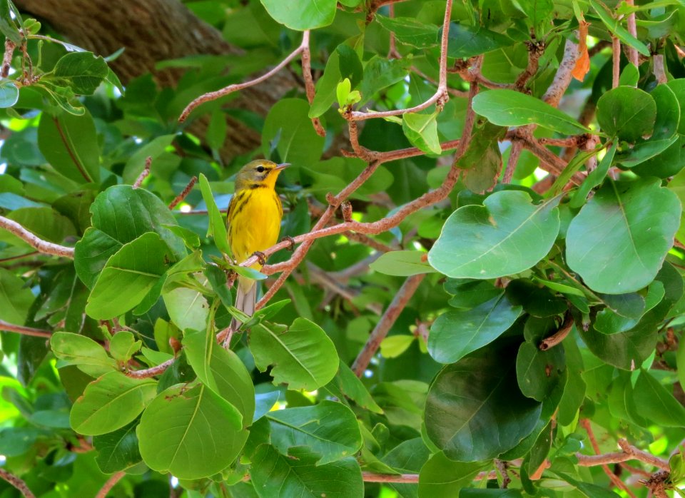 Prairie Warbler photo