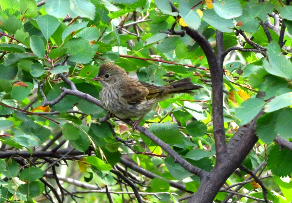 Green-tailed Towhee