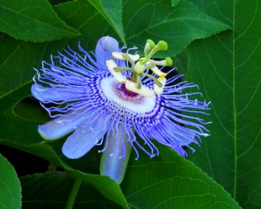 Maypop Passionflower
