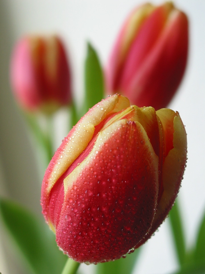 Colorful spring flower red