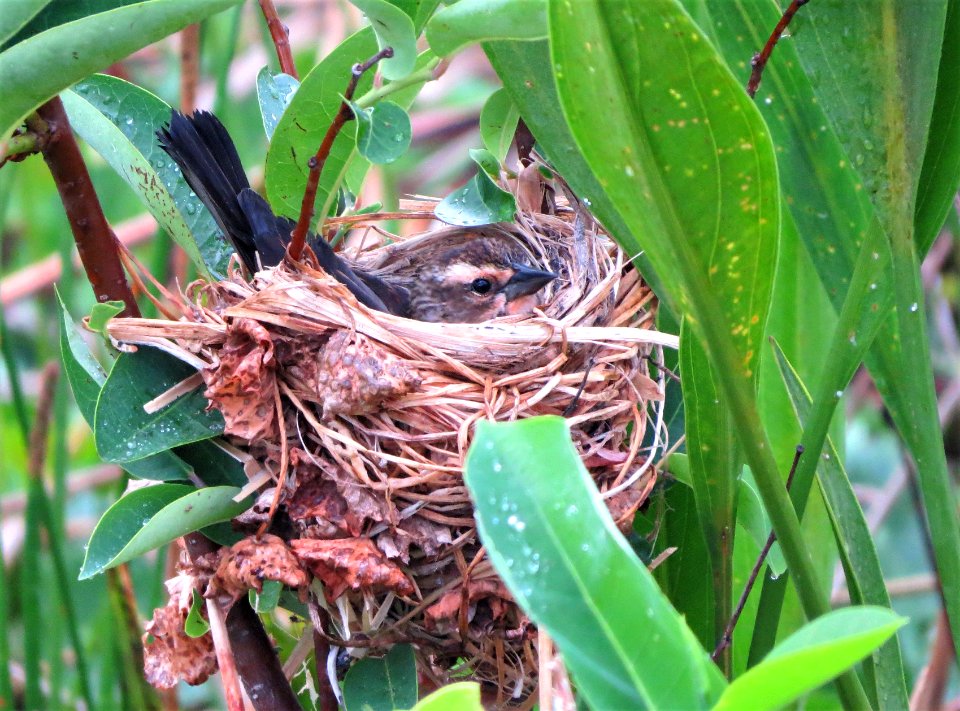 Red-winged Blackbird