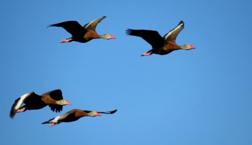 Black-bellied Whistling Ducks photo