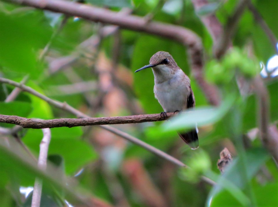 Ruby-throated Hummingbird