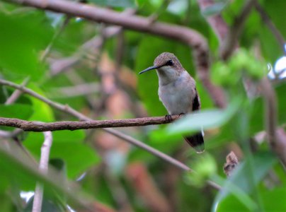 Ruby-throated Hummingbird photo