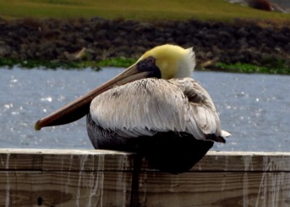 Brown Pelican