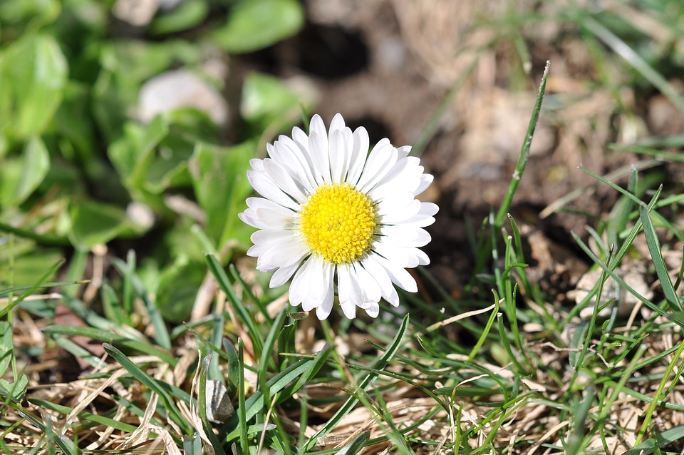 Flower plant blossom