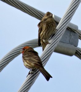 House Finches photo