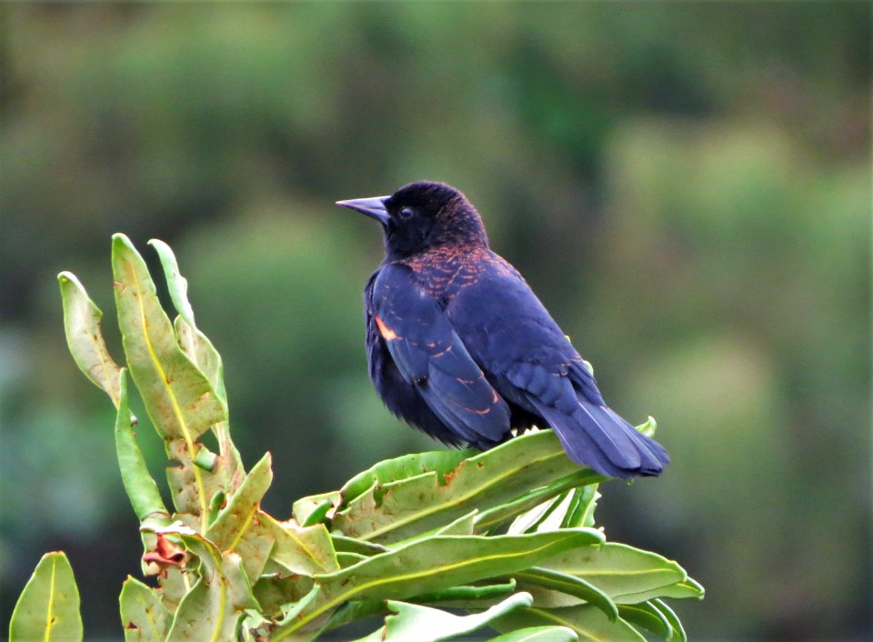 Red-winged Blackbird