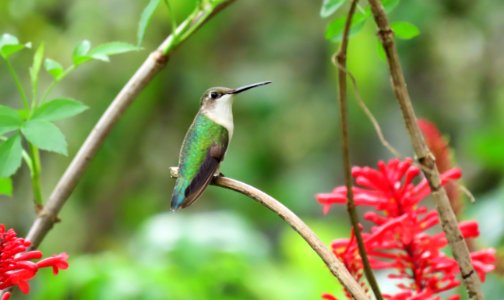 Ruby-throated Hummingbird