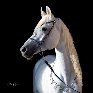 Dschandru OS170284