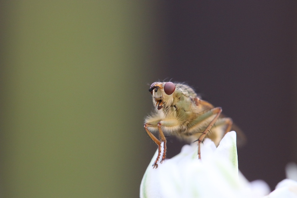 Animal bug macro photo