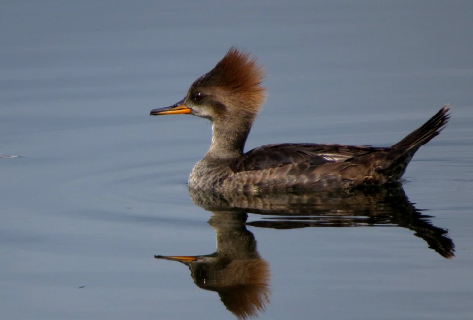 Hooded Merganser photo