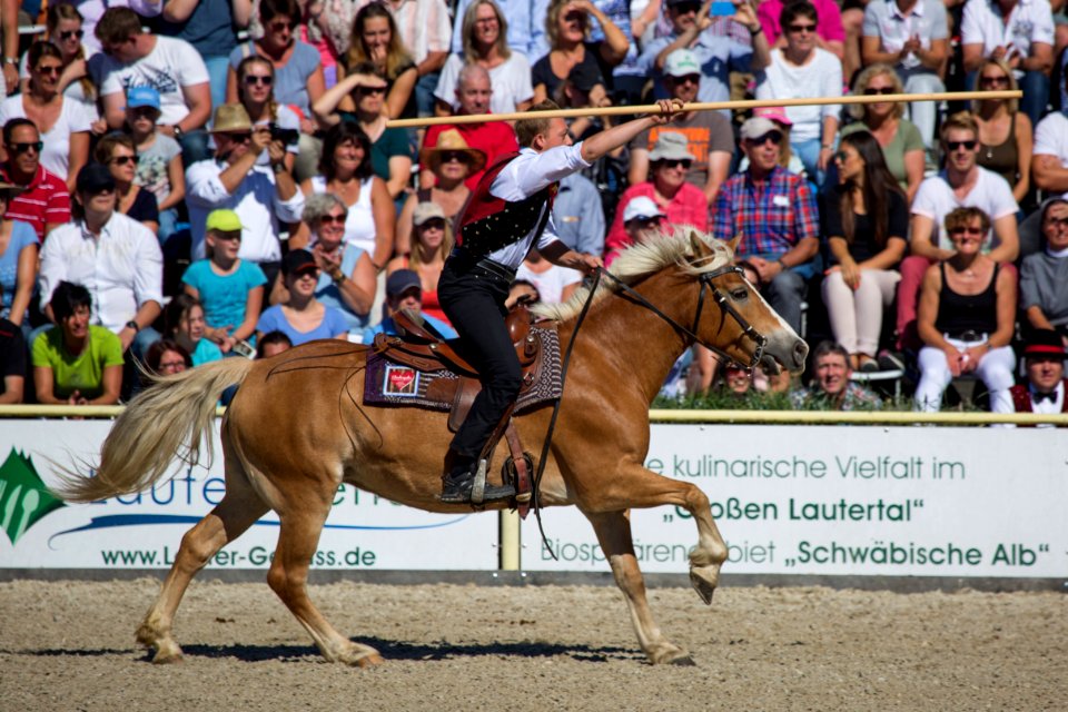02Haflinger 20161727