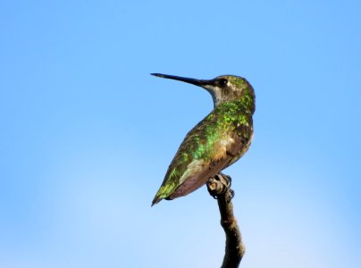 Ruby-throated Hummingbird