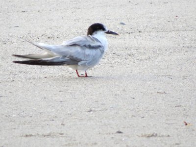Common Tern photo