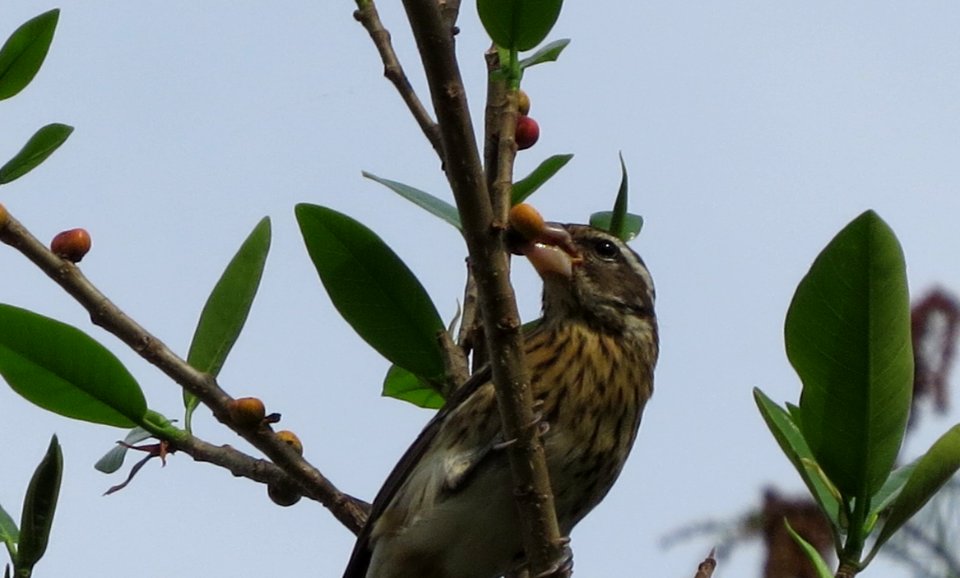 Female Rose-breasted Grosbeak
