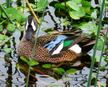 Blue-winged Teal